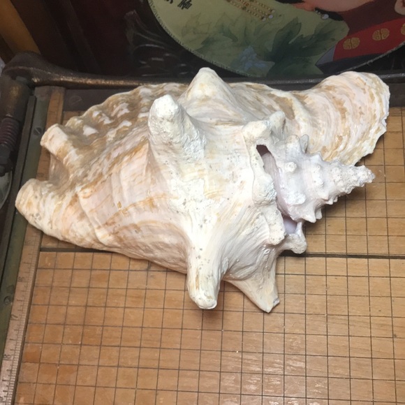 Extra Large Pink Queen Conch Shell Slit Harvest Partial Rustic Flakey Beige Coat - Picture 5 of 11
